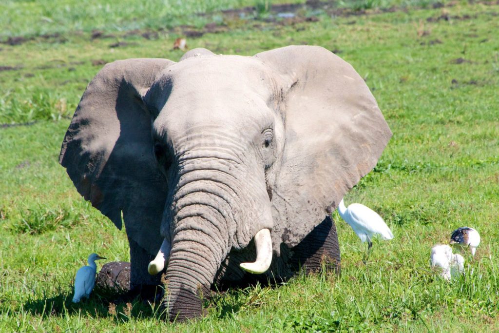 African Elephant with Egret Friends