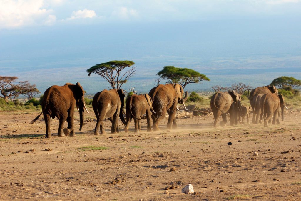 Amboseli Elephants Going into Forest