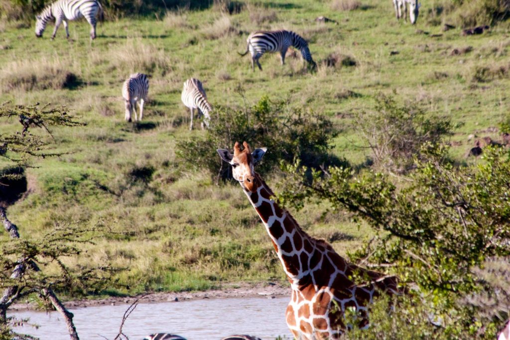 Giraffe Eating Kenya African Safari