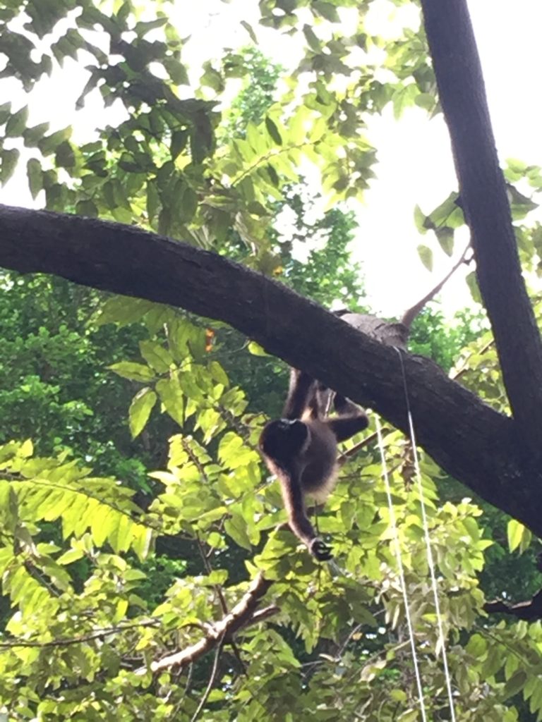 Monkeys in Costa Rica