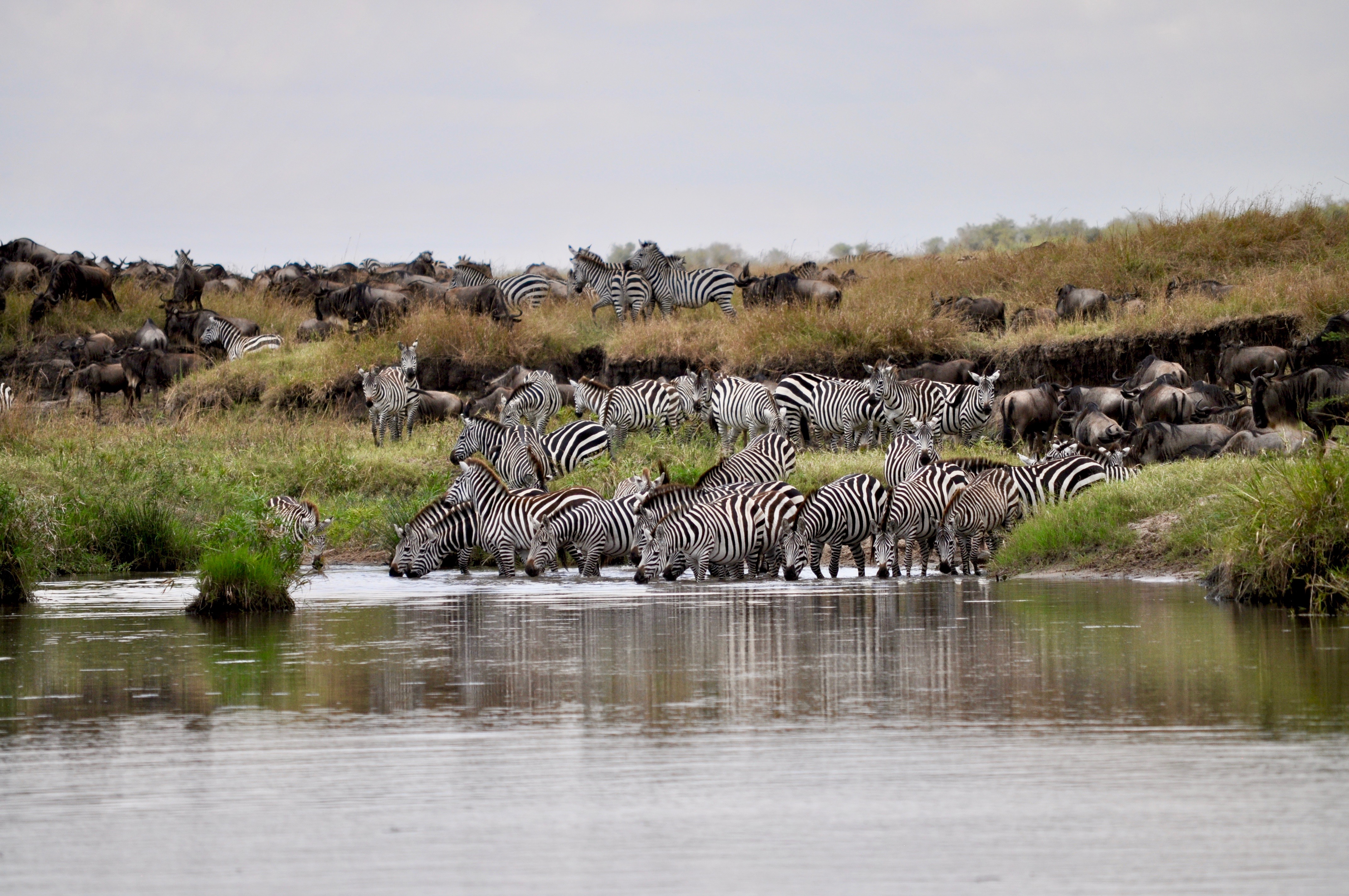 South Africa and Kenya Safari